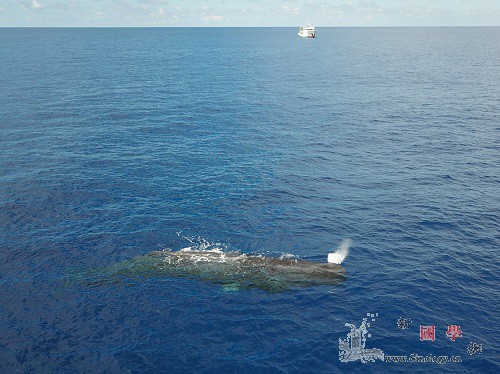 科研人员南海科考记录到11个鲸类物种_远海-航次-南海- ()