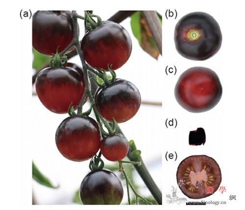 研究发现番茄4种新花青素成分_锦葵-花青素-衍生物- ()