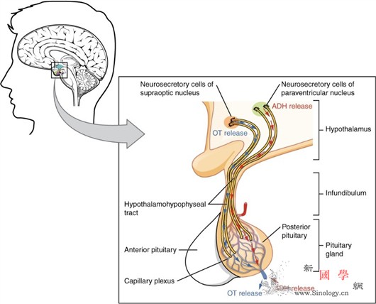 催产素通过脑内投射纤维影响情感行为_轴突-神经元-垂体- ()