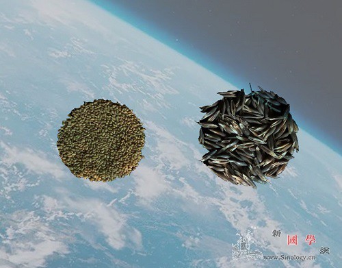 嫦娥五号搭载实验草种开展空间诱变实验_紫花苜蓿-诱变-州牧- ()