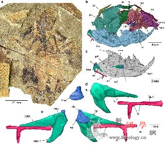 侏罗世化石揭示哺乳动物听觉和中耳演化_锤骨-哺乳动物-头骨- ()