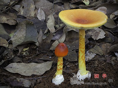 哪些蘑菇不能吃？全球野生食用蘑菇科学_物种-蘑菇-食用- ()