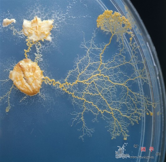 “管状”大脑让黏菌拥有记忆_管壁-管状-霉菌- ()