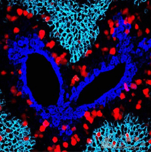 中国科学家利用新技术发现新生肝细胞来_增殖-肝脏-肝细胞- ()